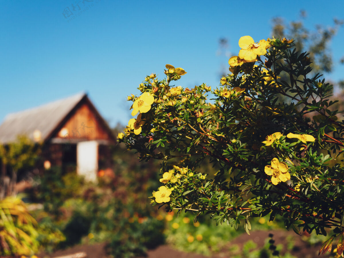 村庄木屋的背景上开着鲜艳的黄花 村庄里的天空蔚蓝旅行木头街道