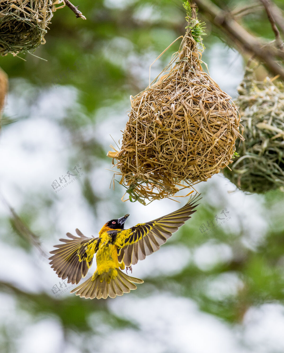 公园织女在树上筑巢自然野生动物国家