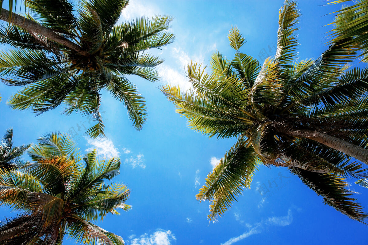 放松夏天阳光普照蓝天的棕榈树异国情调亚洲日出