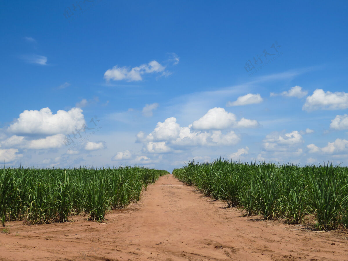 道路甘蔗种植园中间有路 蓝天白云美丽道路风景箭