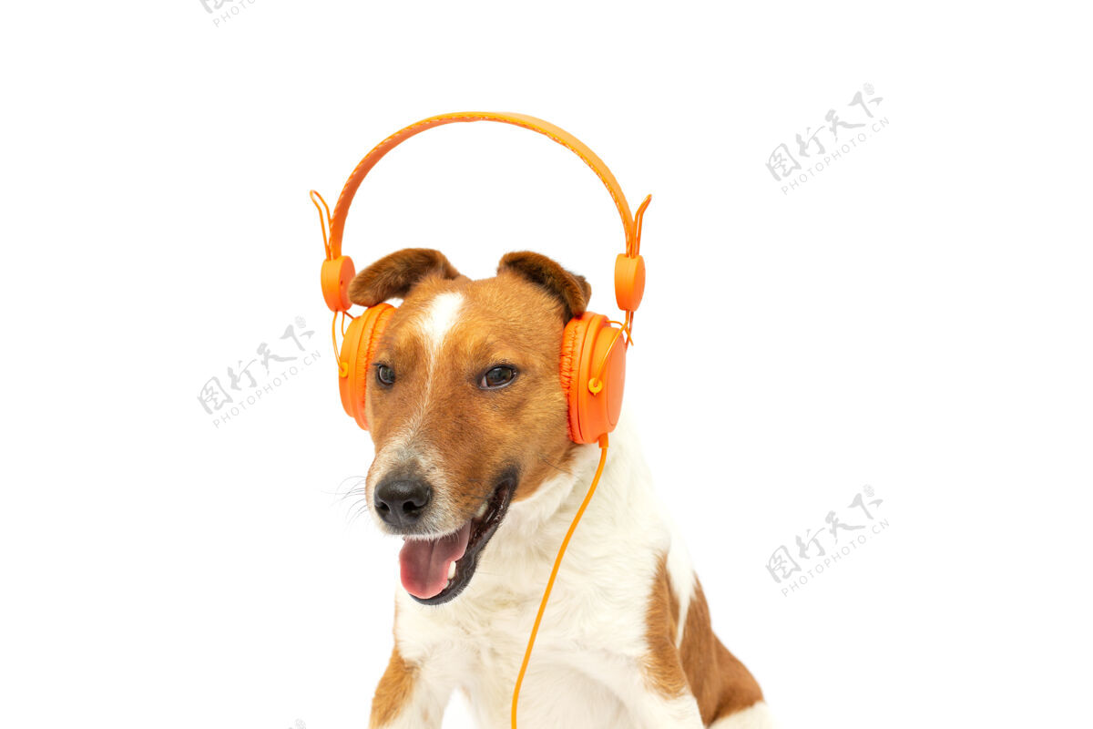音乐微笑的棕色和白色狐狸梗狗听音乐橙色耳机在白色背景设置Mp3放松