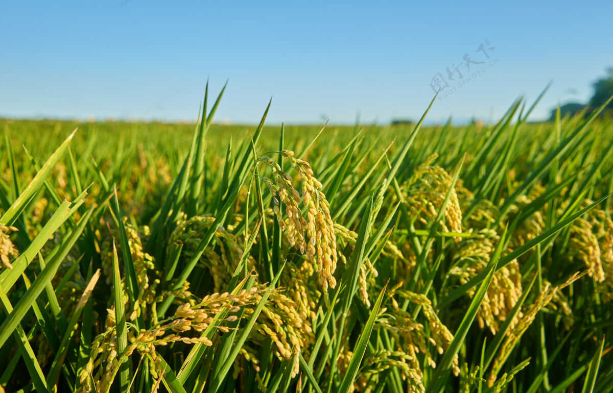 食物在瓦伦西亚的日落中 一大片绿色的稻田里 一排排绿色的水稻植物农业乡村
