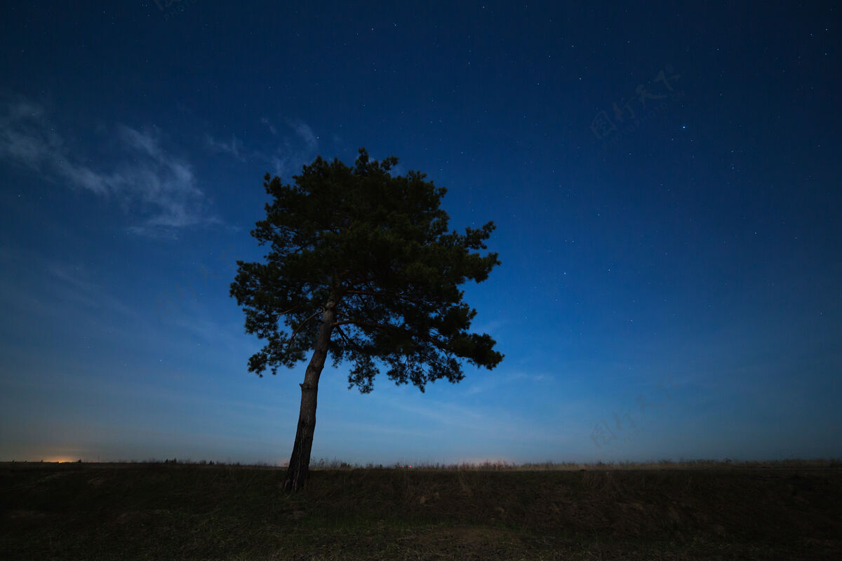 夜晚针叶树在夜空星空的表面星系月光星云