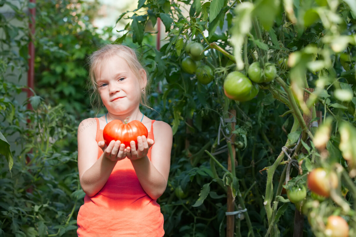 采集温室里的小女孩正在收获西红柿收藏婴儿儿童