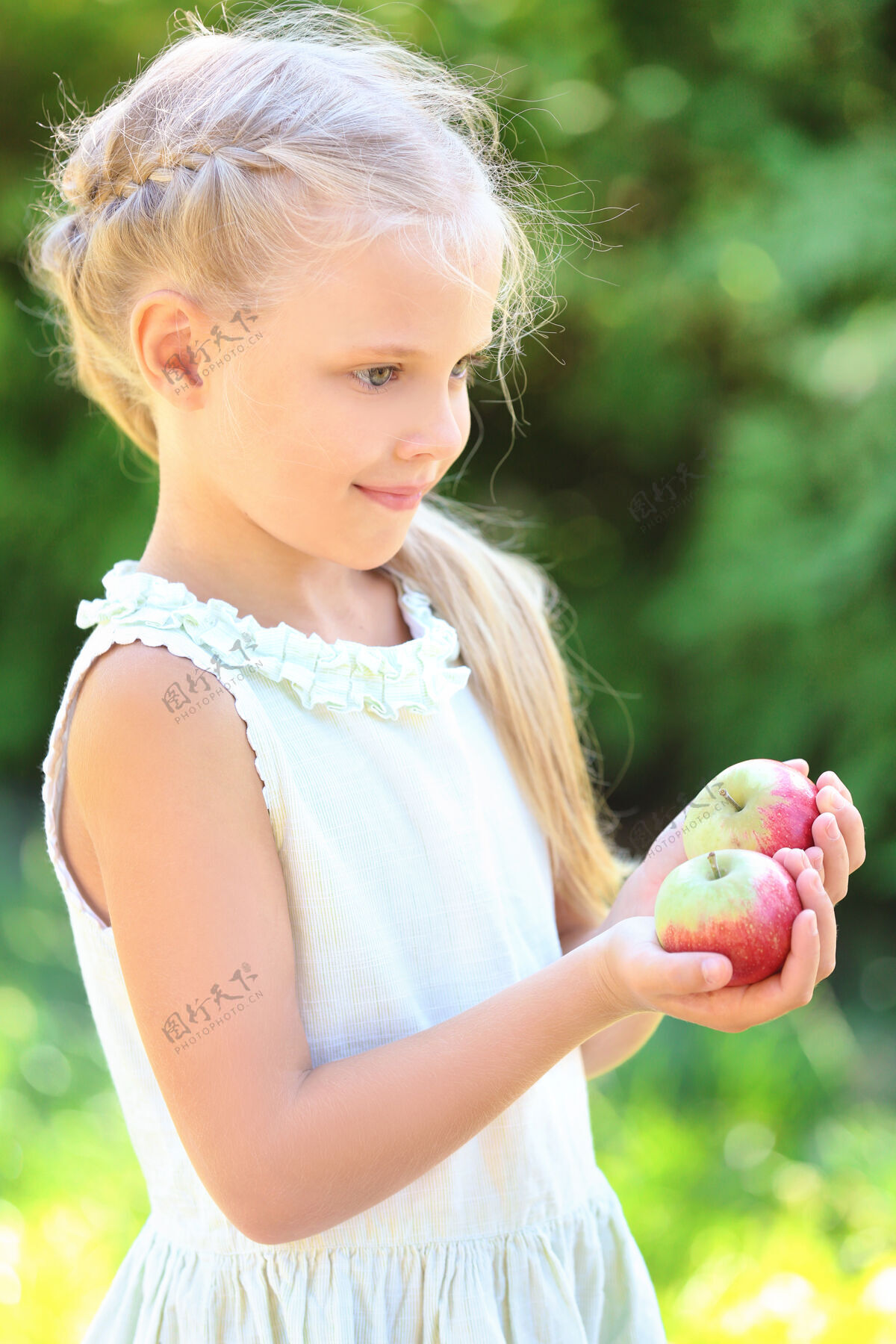 收获可爱的小女孩和苹果在户外环境植物学家户外