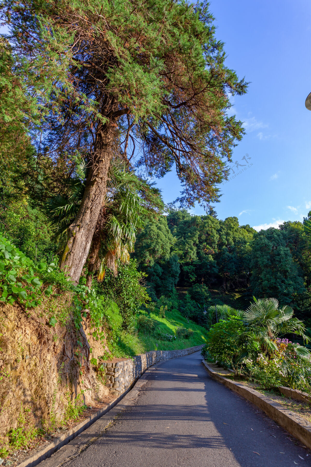 神奇美丽的巴统植物园位于巴统附近树森林景观