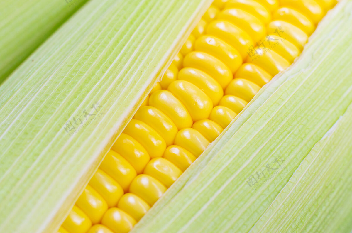 有机新鲜玉米 有机蔬菜和食物概念特写镜头田地夏天背景