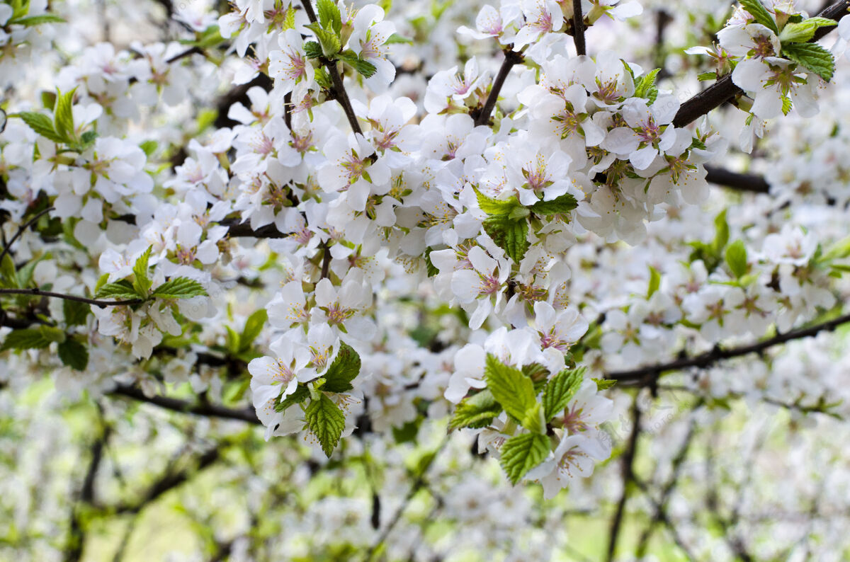 树春天开花的中国樱桃白色特写开花柔软花