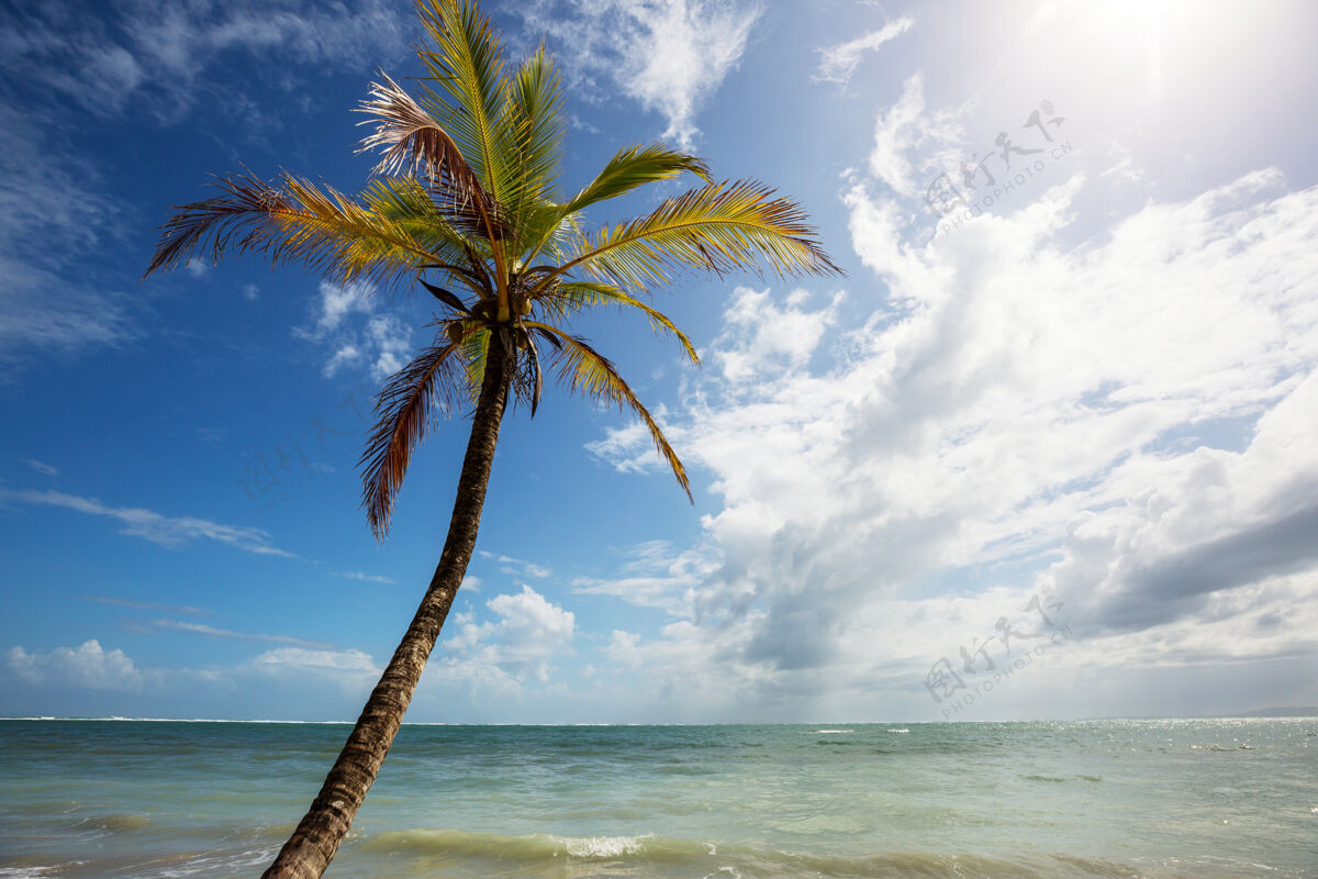 太平洋哥斯达黎加美丽的热带太平洋海岸热带美丽树