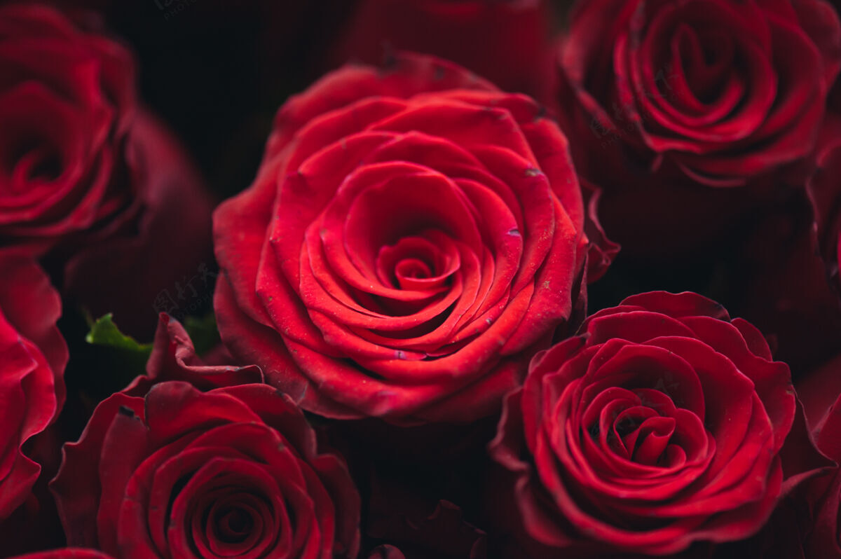 百一束一百朵红玫瑰庆祝订婚或婚礼激情礼物自然