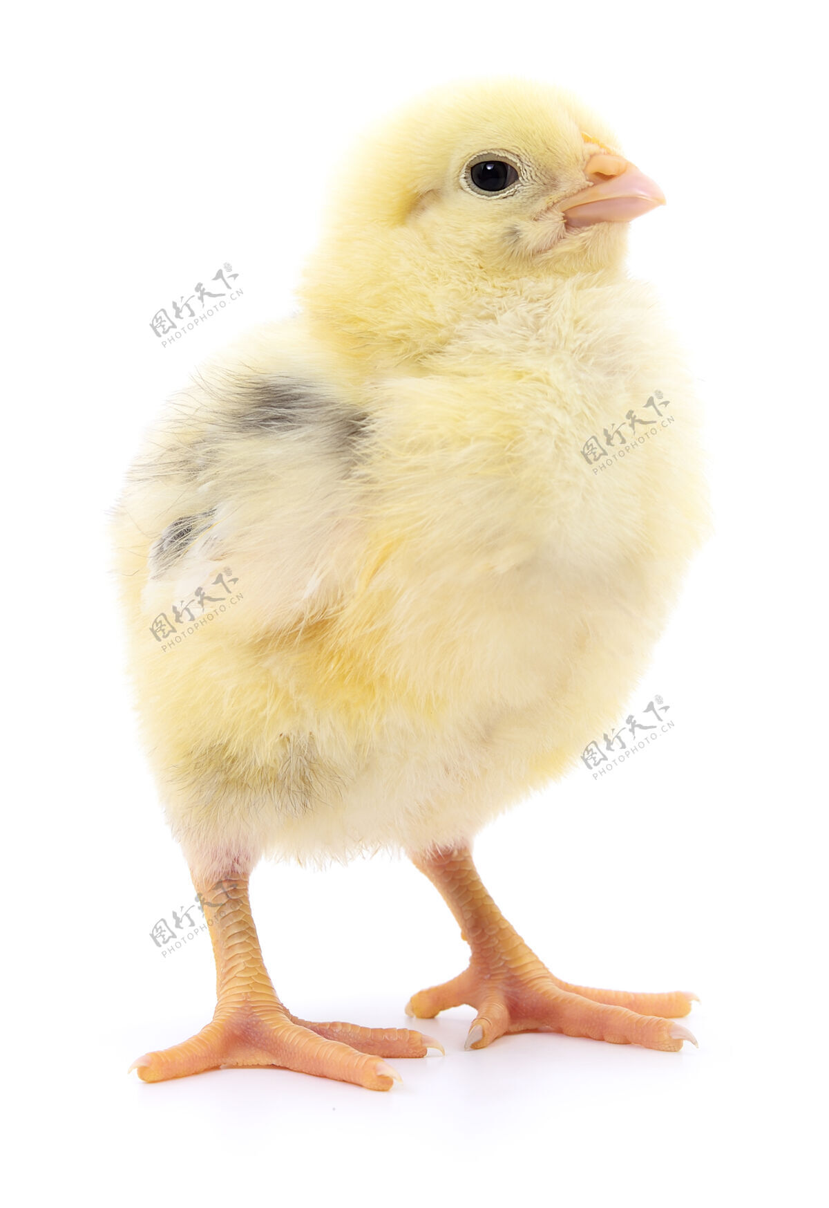 射击一只小鸡放在一只白鸡蛋上鸡小动物
