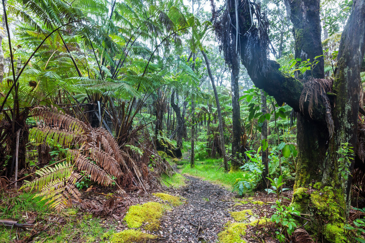 林地夏威夷岛雨林中的巨型蕨类植物郁郁葱葱树叶树干