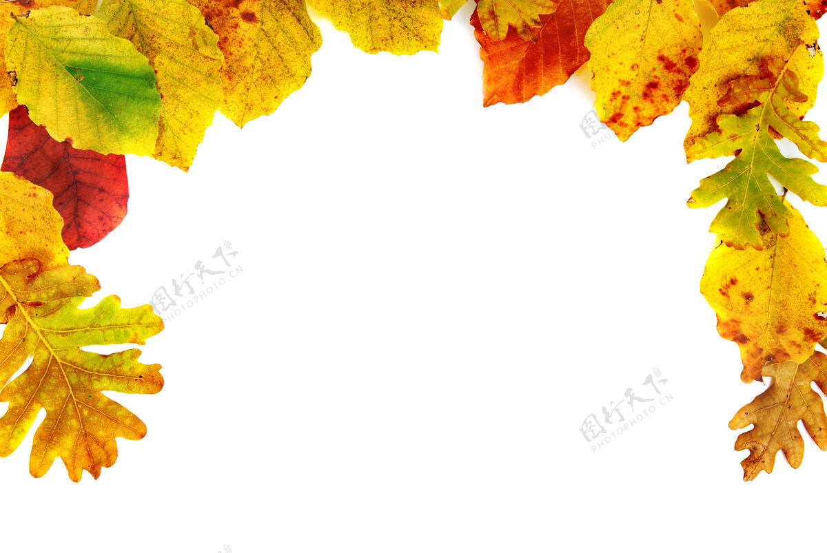 十月相框从白色的背景上孤立的秋叶上树叶枫树秋天