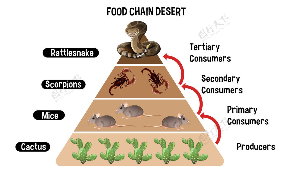 猎人沙漠食物链教育示意图图表生产能量