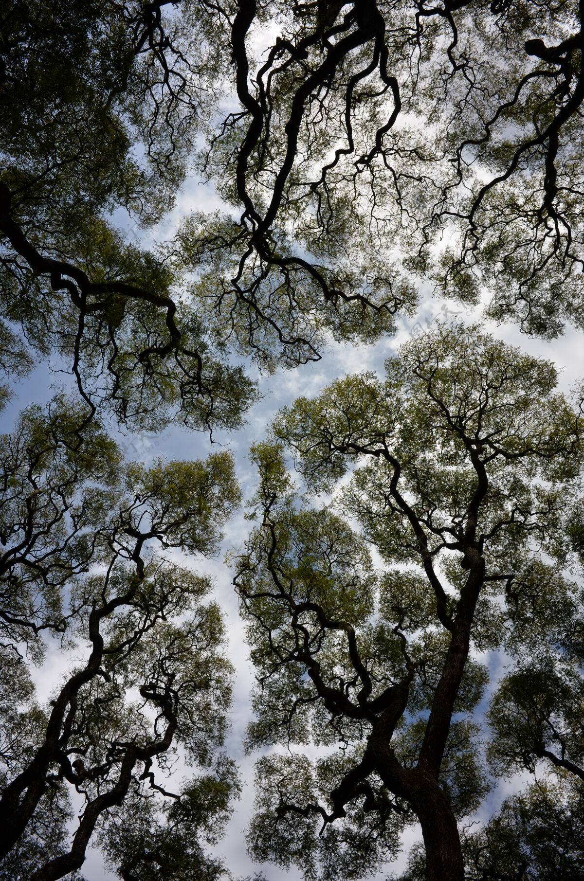 树叶广角抽象镜头的提普纳提普树对天空树枝阿根廷树