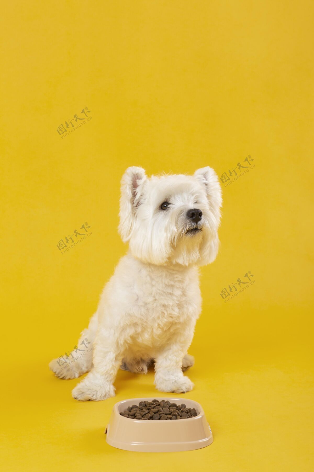 毛皮可爱的白色狗隔离在黄色可爱小狗