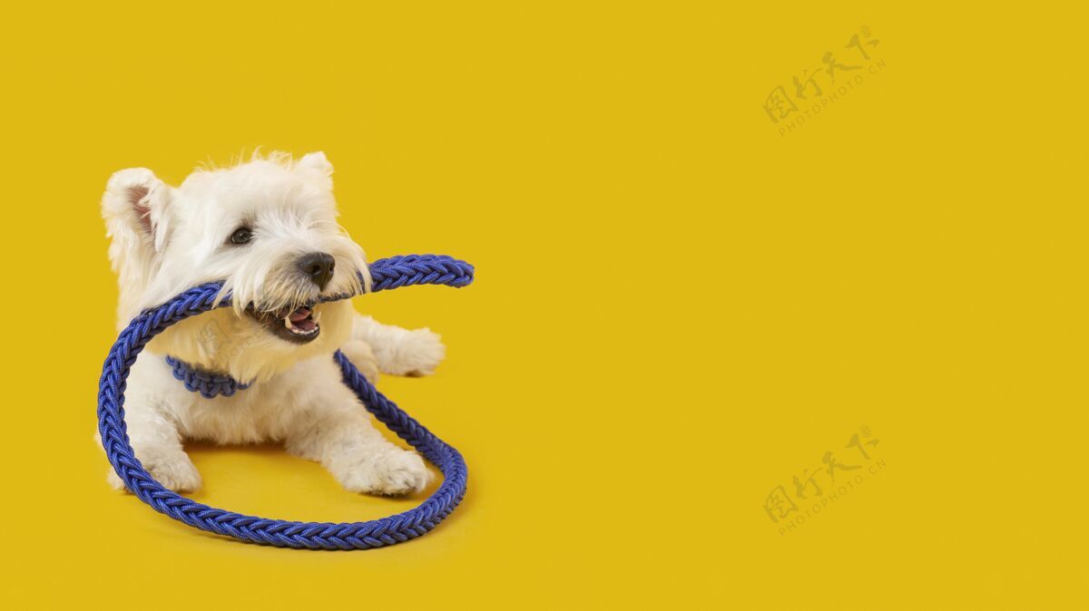 狗可爱的白色狗隔离在黄色纯种狗哺乳动物