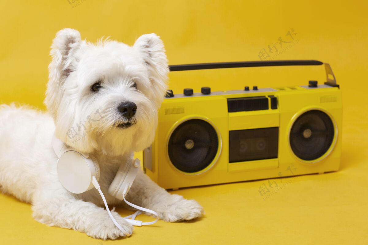 小带录音机的可爱小狗录音机动物朋友