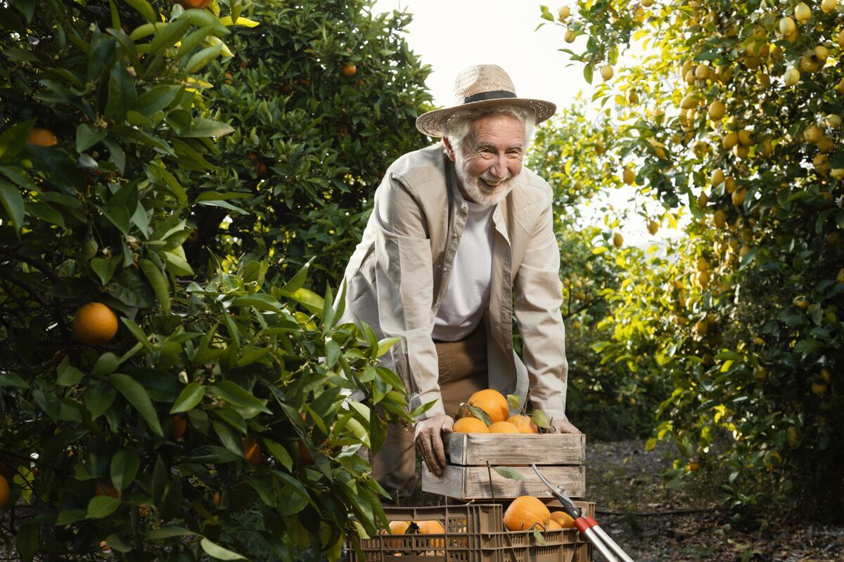 收获橘子园的老人自然柑橘树树木