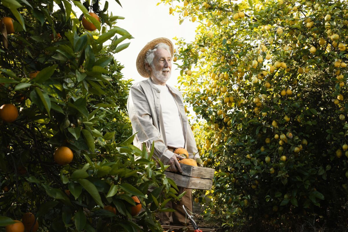 美味橘子园的老人水果有机柑橘树