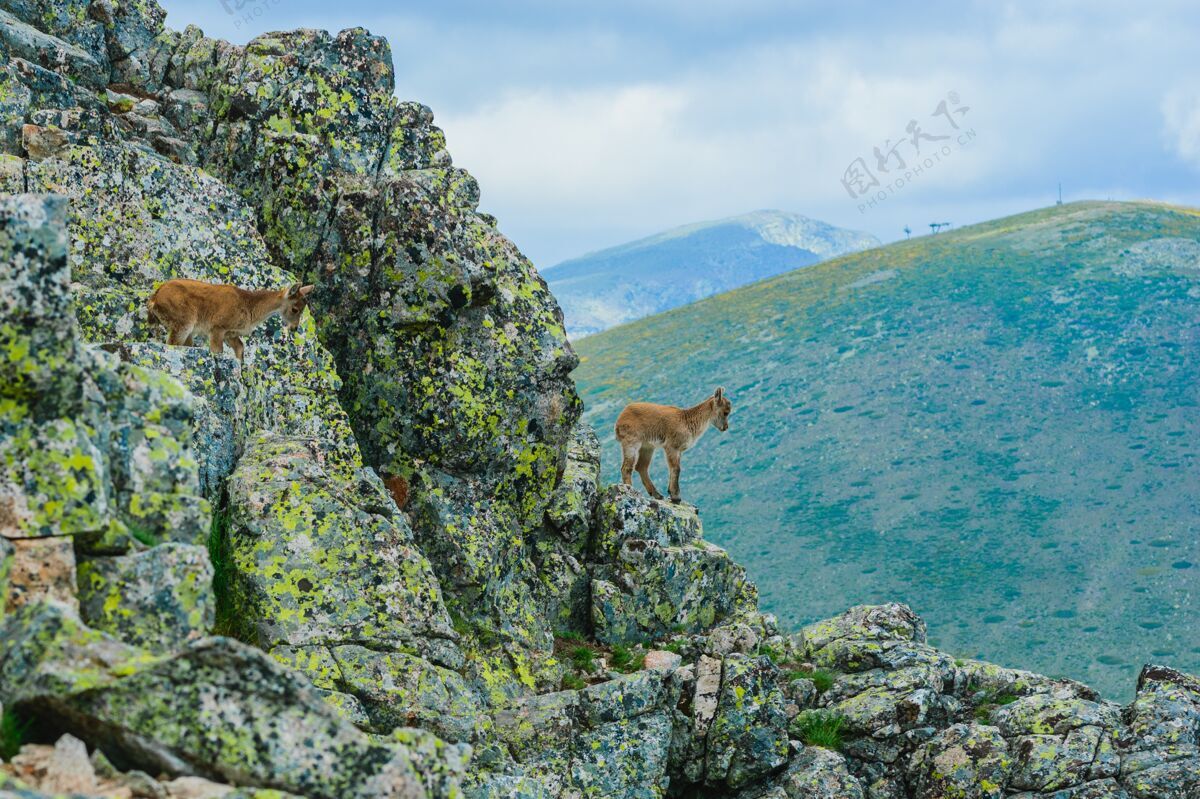 美洲落基山脉一只白尾鹿的美丽照片自然科罗拉多树