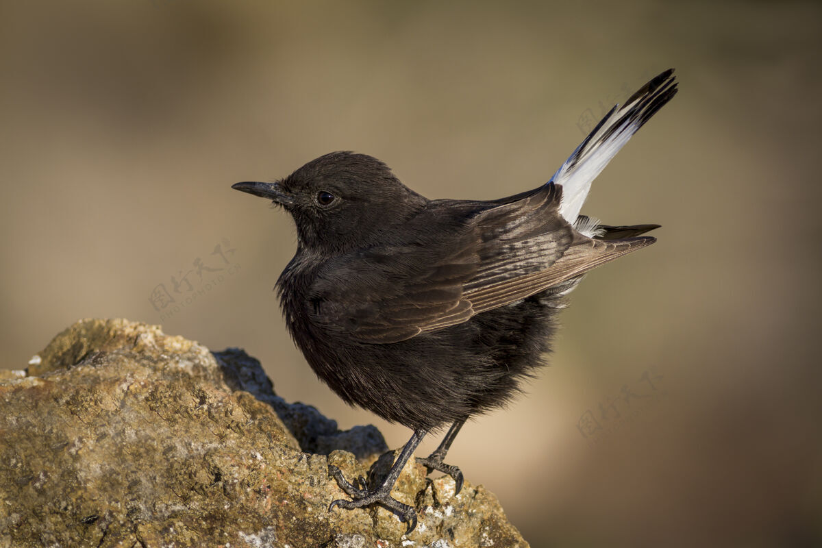 动物一只黑色小麦鸟栖息在岩石上的宏镜头明亮翅膀喙