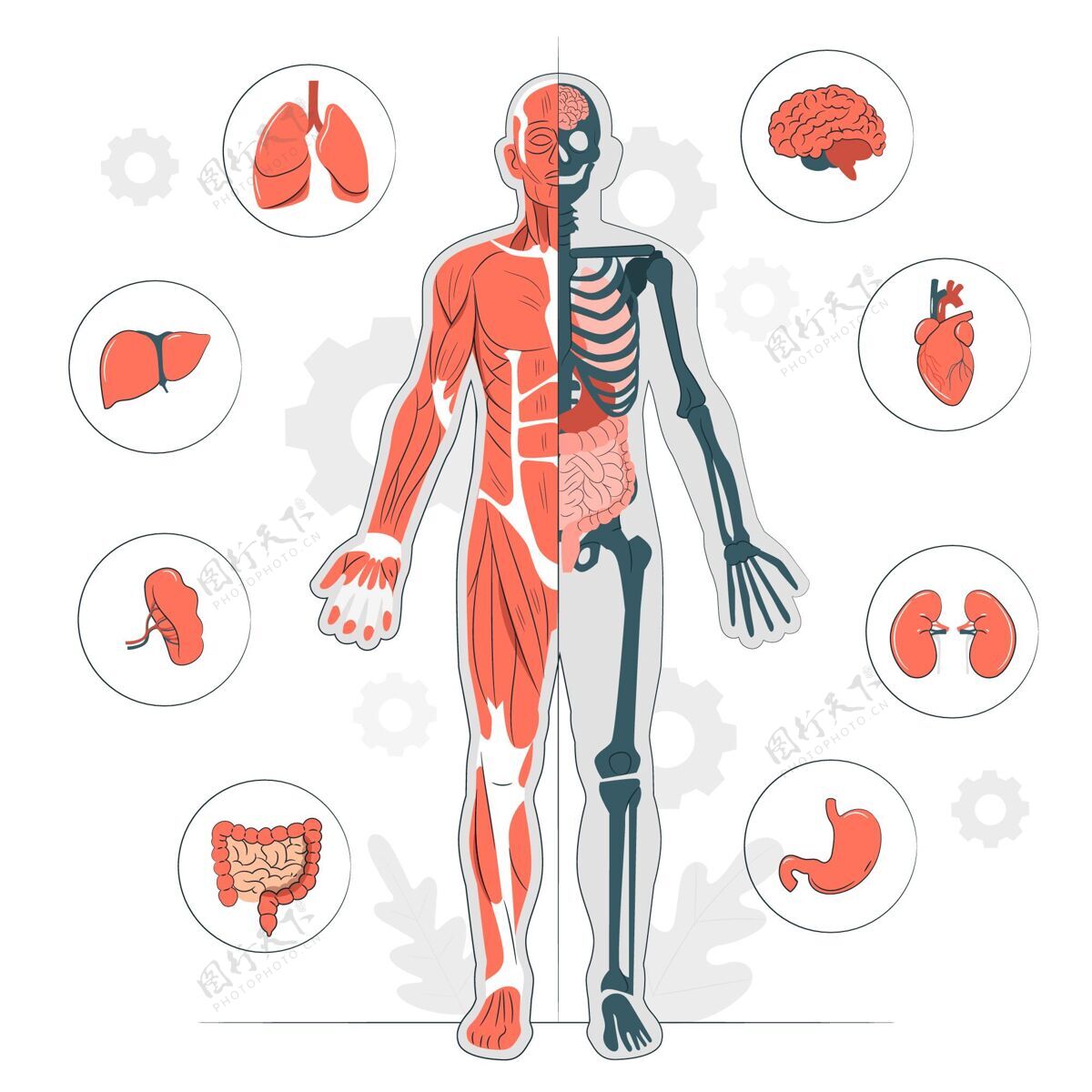 肌肉人体解剖学概念图骨骼生物学人体