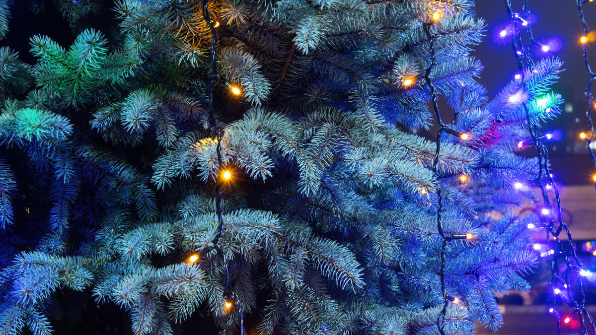 装饰圣诞树上有灯在晚上色彩圣诞照明