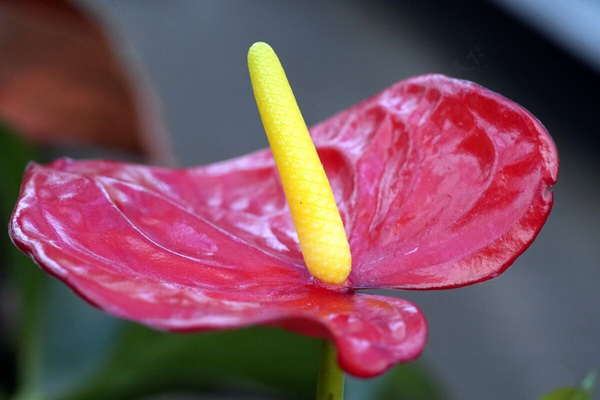 自然背景模糊的红掌特写镜头花开花开花