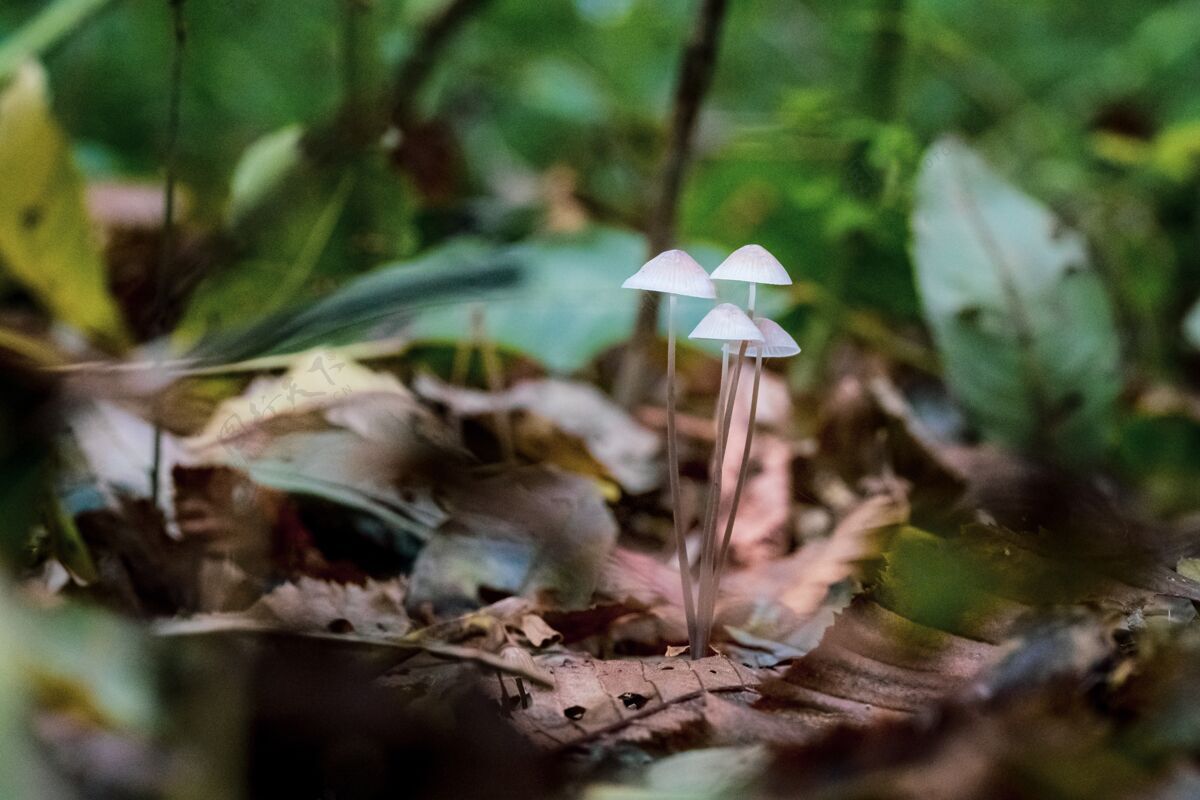绿色特写镜头选择性聚焦野生蘑菇生长在森林与绿色植物的背景有机自然食物