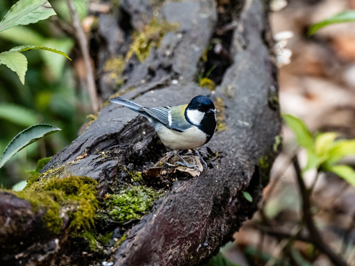 木材在日本大和的森林里 一只日本山雀站在木板上 这是一个美丽的镜头日本鸟类田野