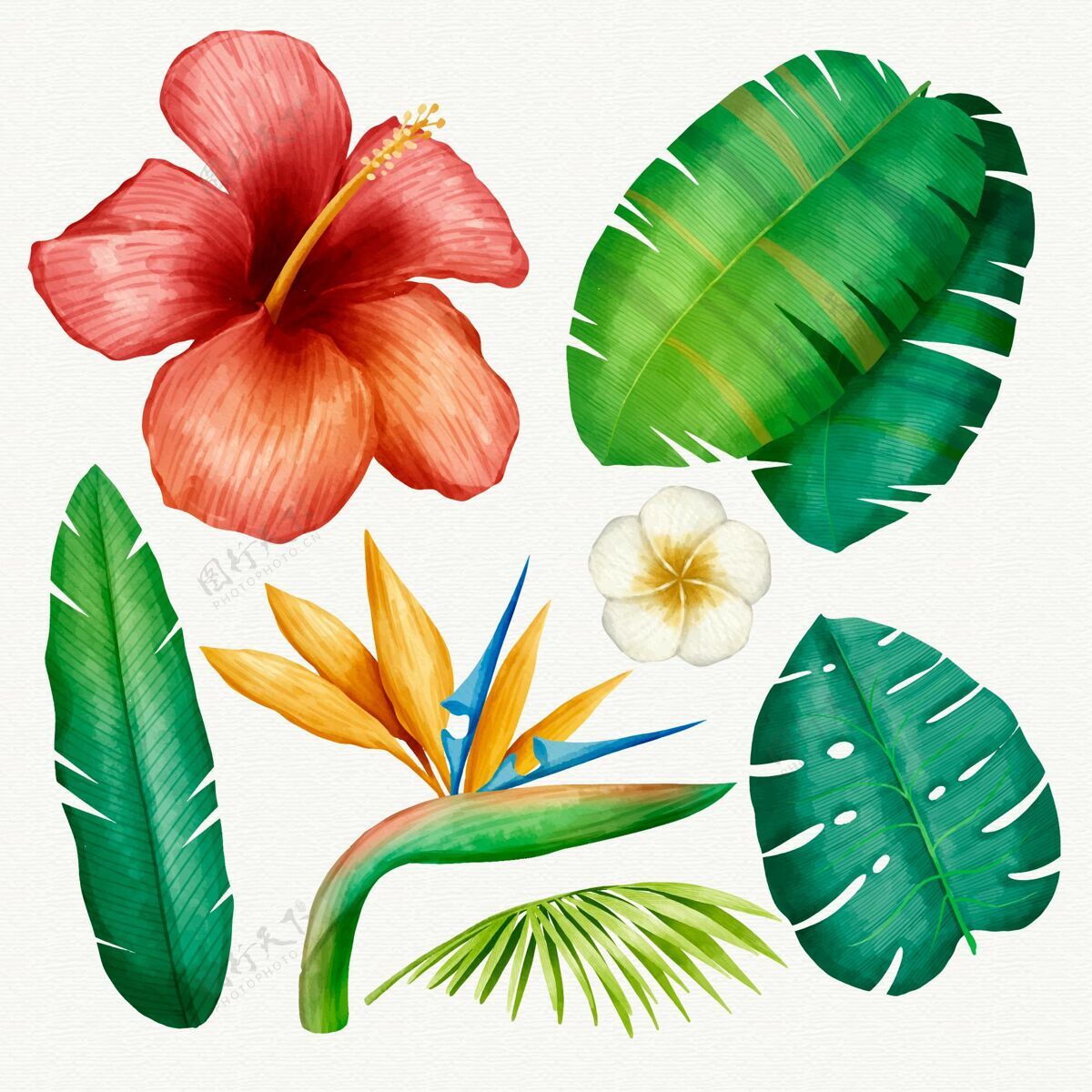 花儿热带植物图集自然花儿花儿