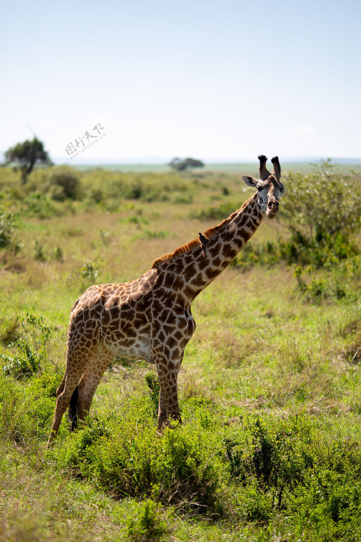 荒野草原上长颈鹿的垂直镜头大长颈鹿野生动物