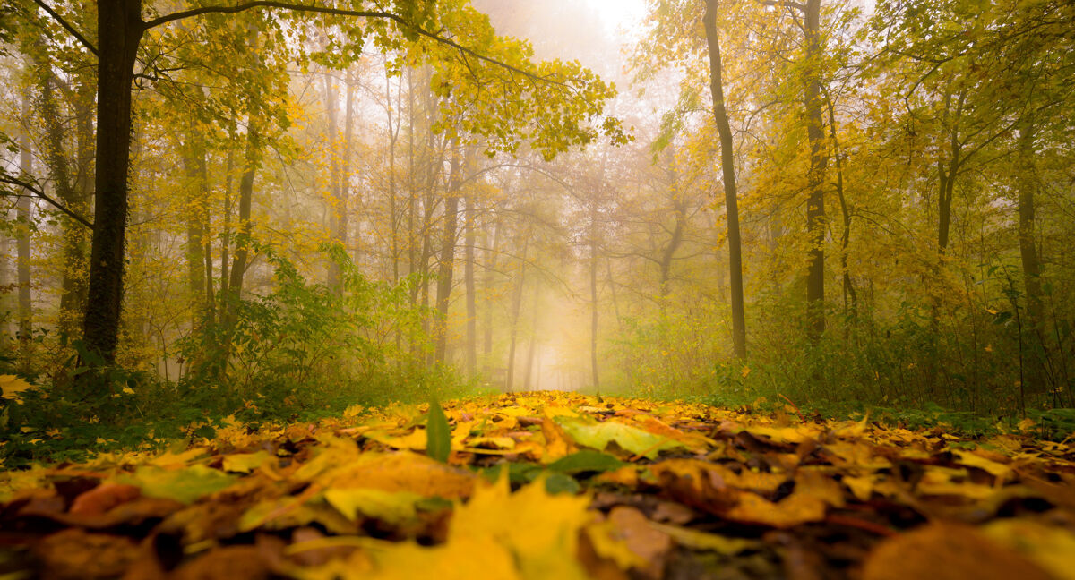 树木美丽的树叶地毯在一个美丽的秋天雾雨季节和平木头