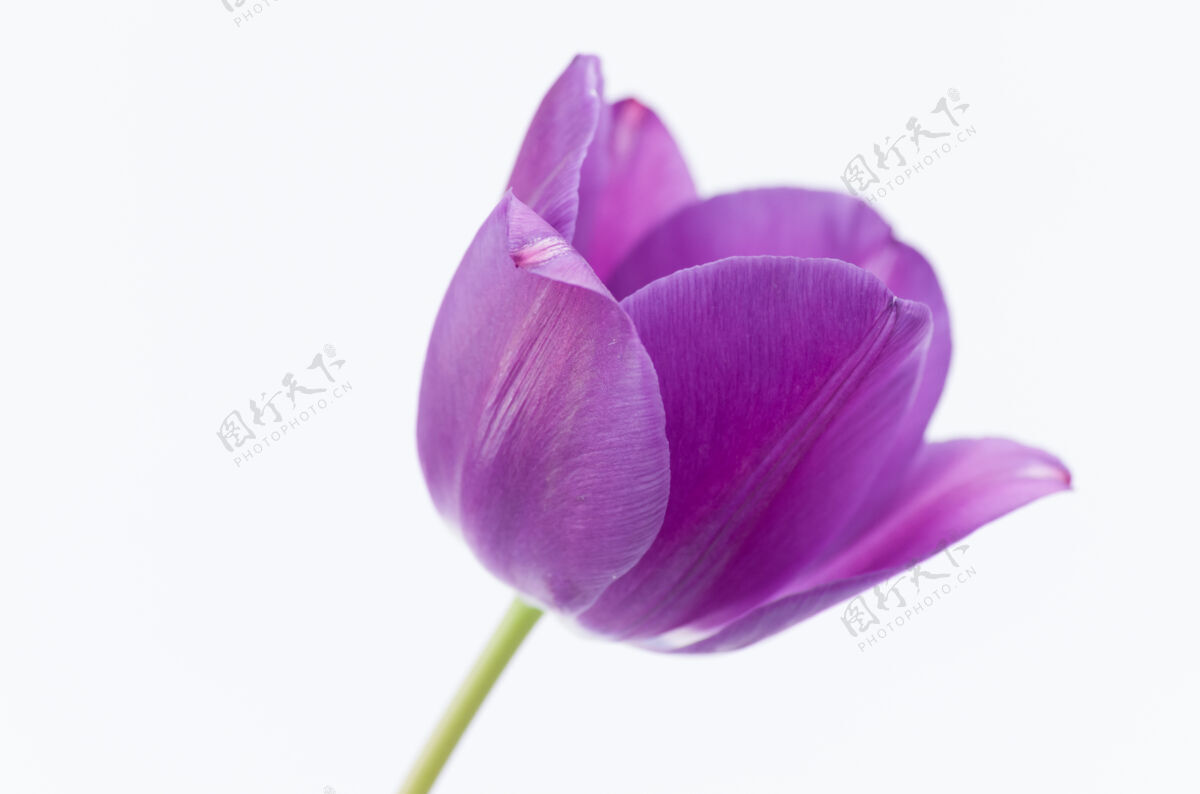 花瓣一个粉红色郁金香花的特写隔离在白色背景与空间为您的文字开花天茎