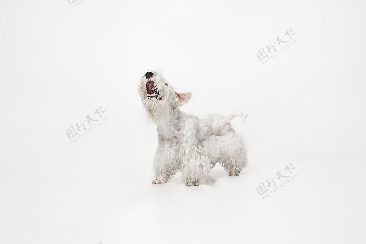 小毛茸茸的小猎犬可爱的白色小狗或宠物正在白色背景上玩耍和奔跑家养小狗哺乳动物