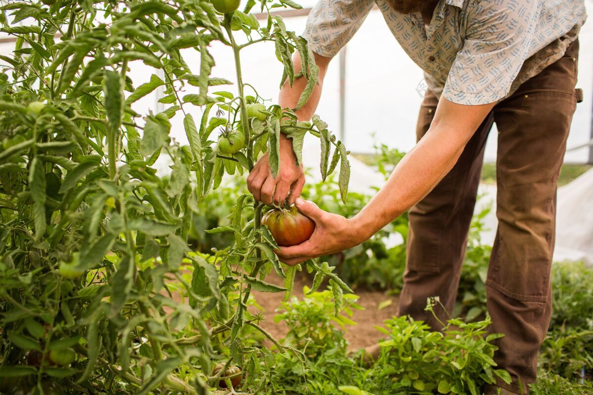 营养特写镜头：一个人在农场里摘西红柿有机新鲜生产