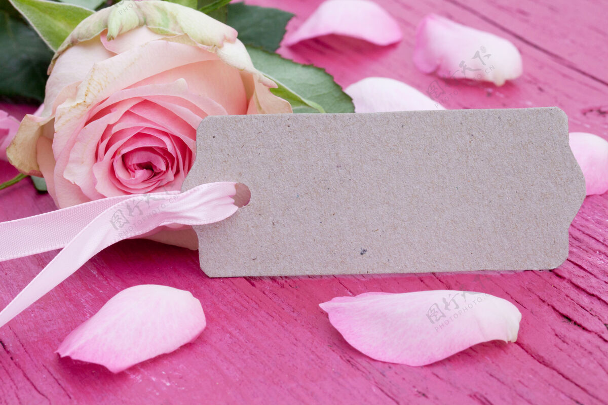 象征特写美丽的粉红色玫瑰和花瓣上的粉红色木制表面与一个文本空间卡周年纪念自然空白