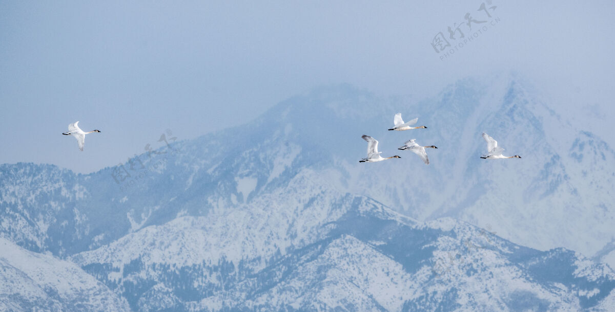 鹅一群加拿大大雁在美国犹他州的大盐湖周围群山环绕中飞翔山加拿大犹他州
