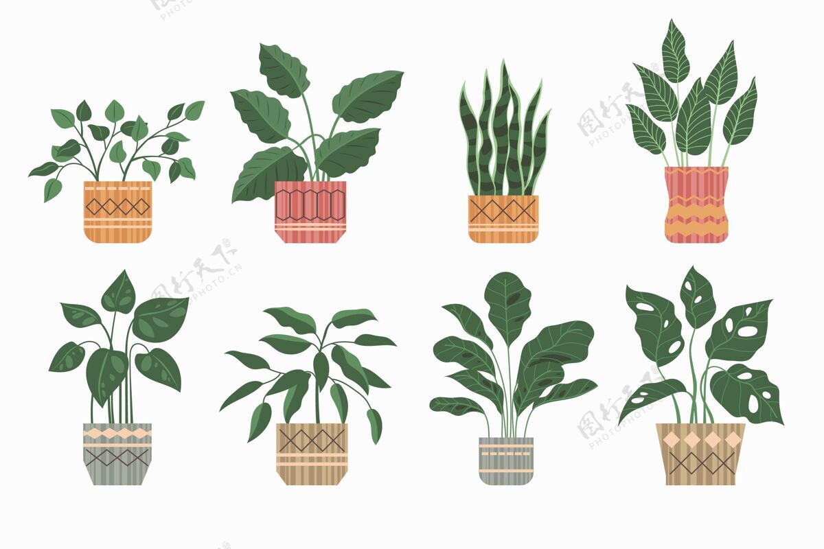 分类有机平面室内植物系列包装绿化盆栽