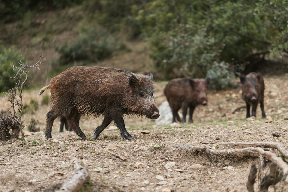 旅行大自然中的野猪全景野生动物冒险
