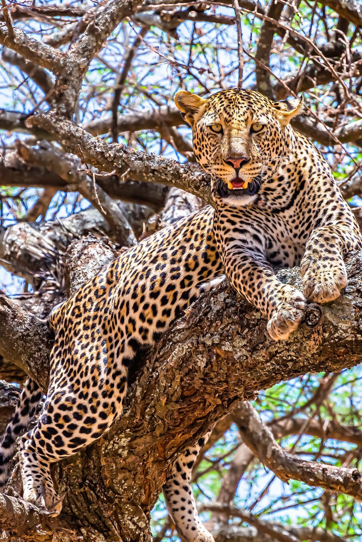 野生动物非洲豹坐在树上 在丛林里四处张望危险丛林荒野