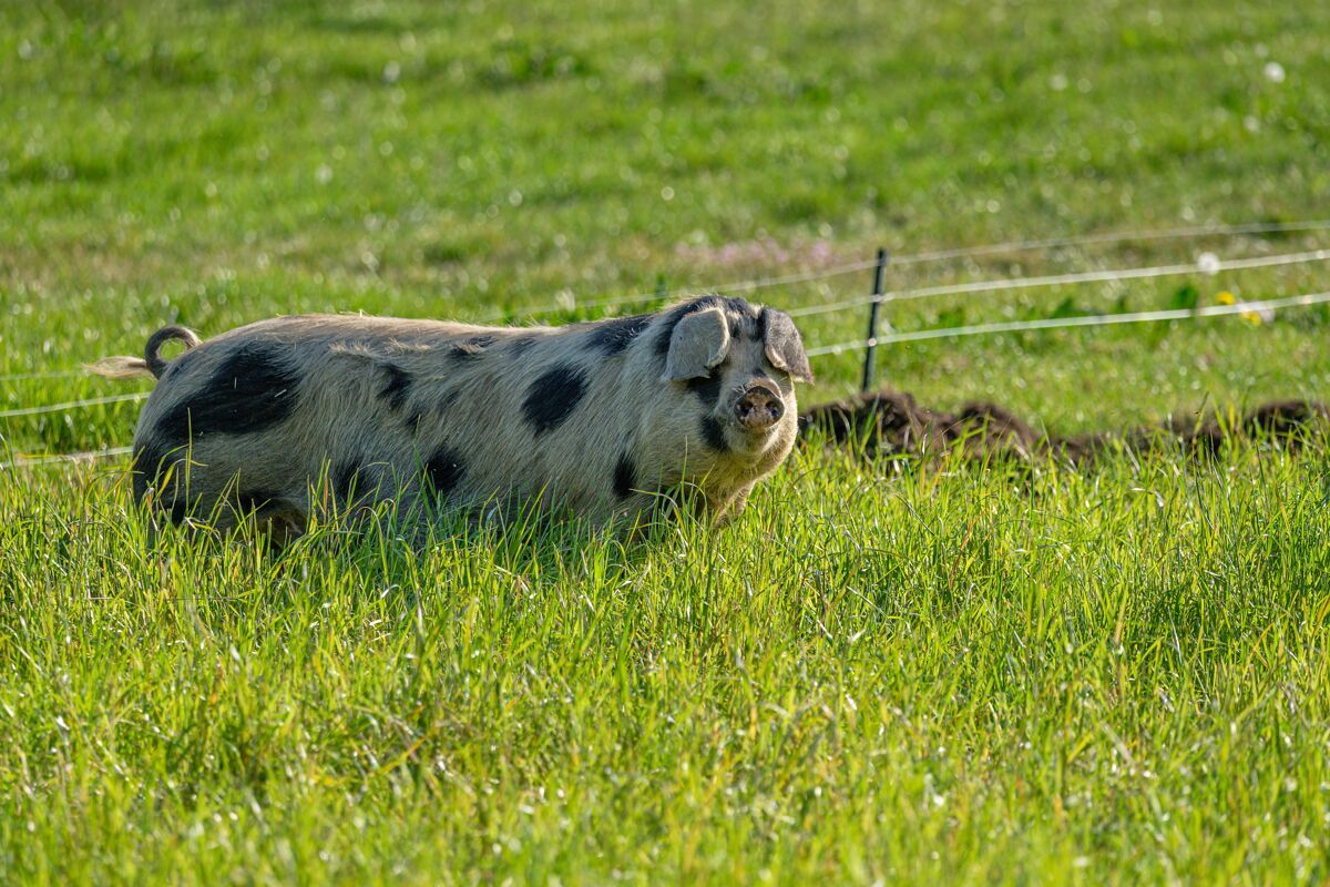 农场农场里有黑点的白猪的选择性聚焦镜头草地家庭动物