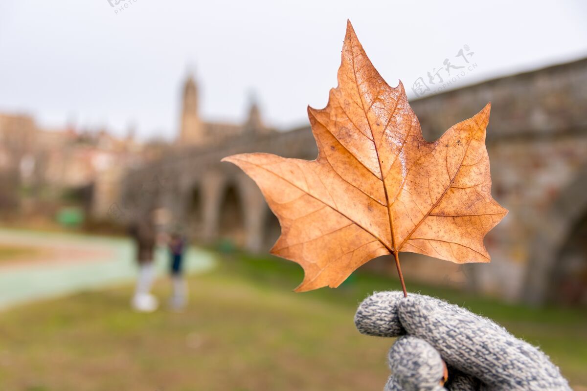 树叶白天戴着手套拿着干枫叶的人的选择性聚焦自然秋天干燥