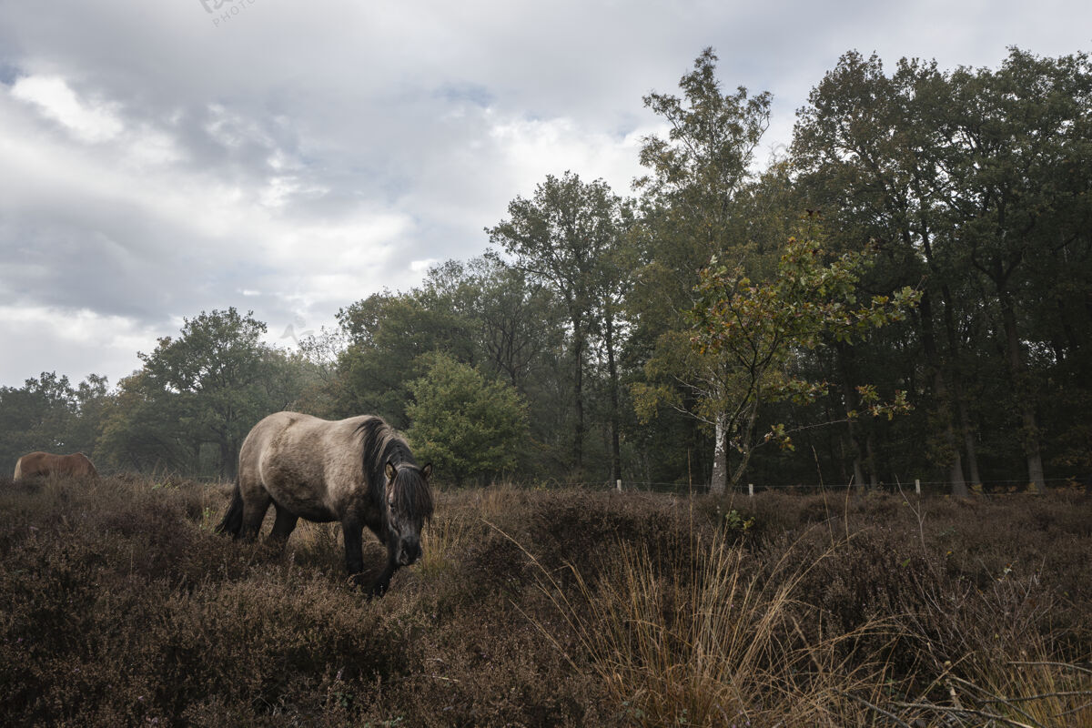 乡村在阴沉的日子里 马在田野里行走哺乳动物春天秋天