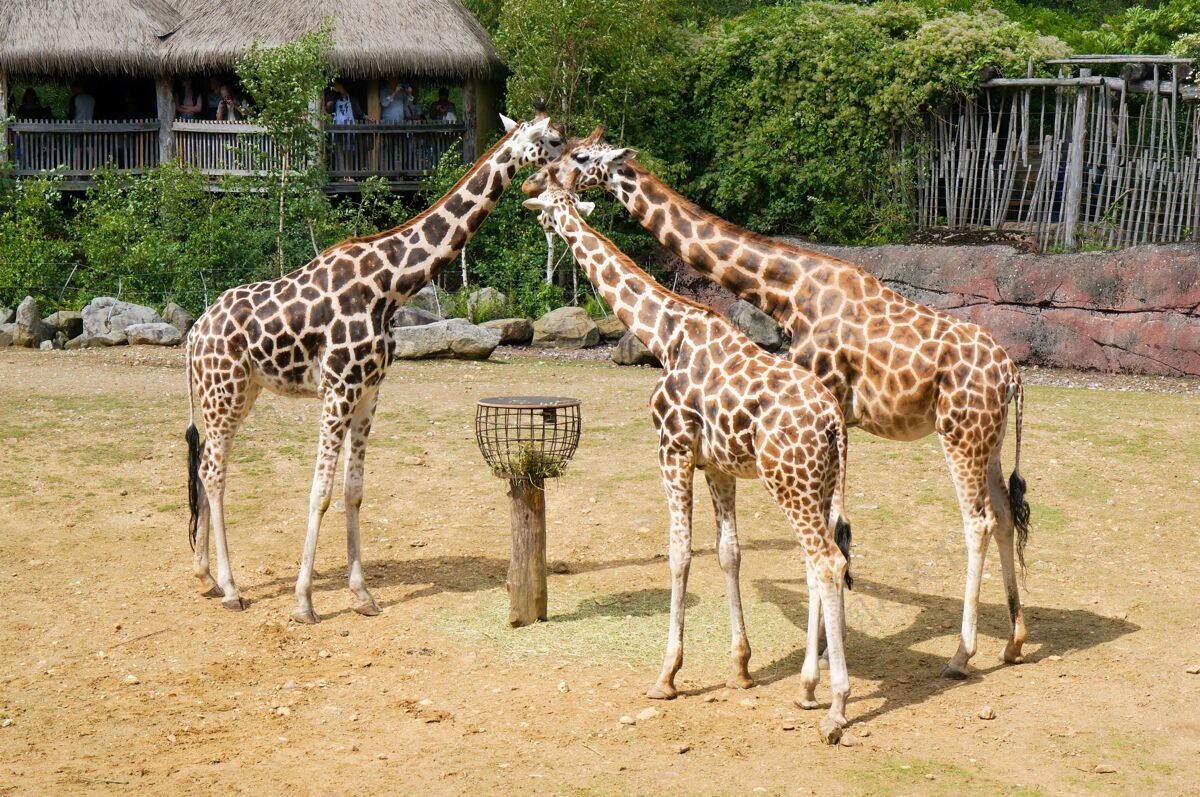 长颈鹿白天动物园里有三只长颈鹿萨凡纳游戏鼻子