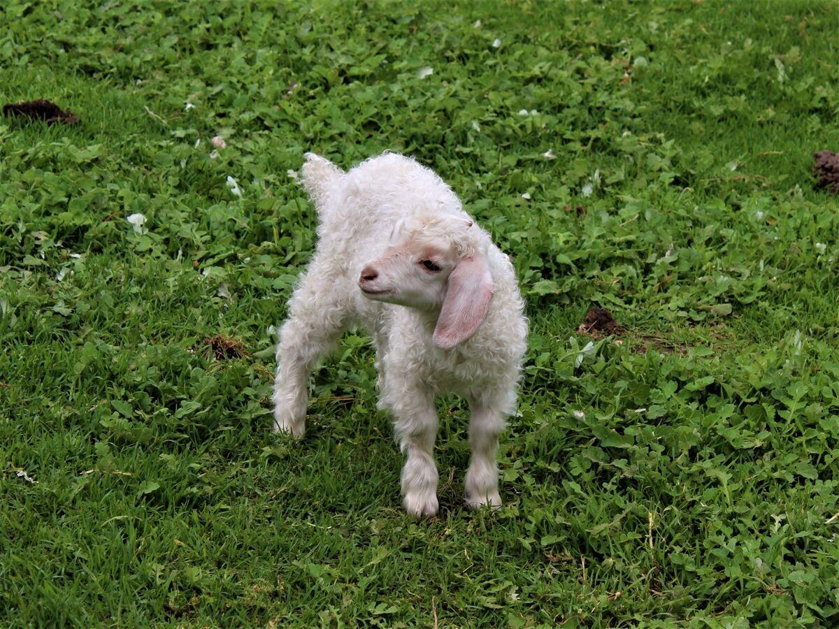 乡村特写镜头下的一个婴儿羊在一个领域覆盖着绿色植物在阳光下白天小草地农田