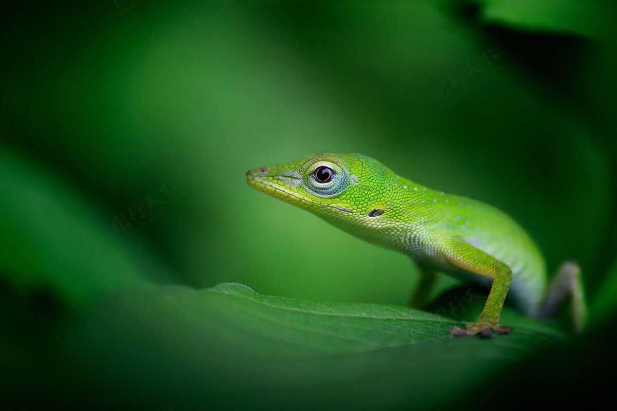 爬行动物美丽的选择性聚焦拍摄叶上一只鲜绿色壁虎公园野生动物动物