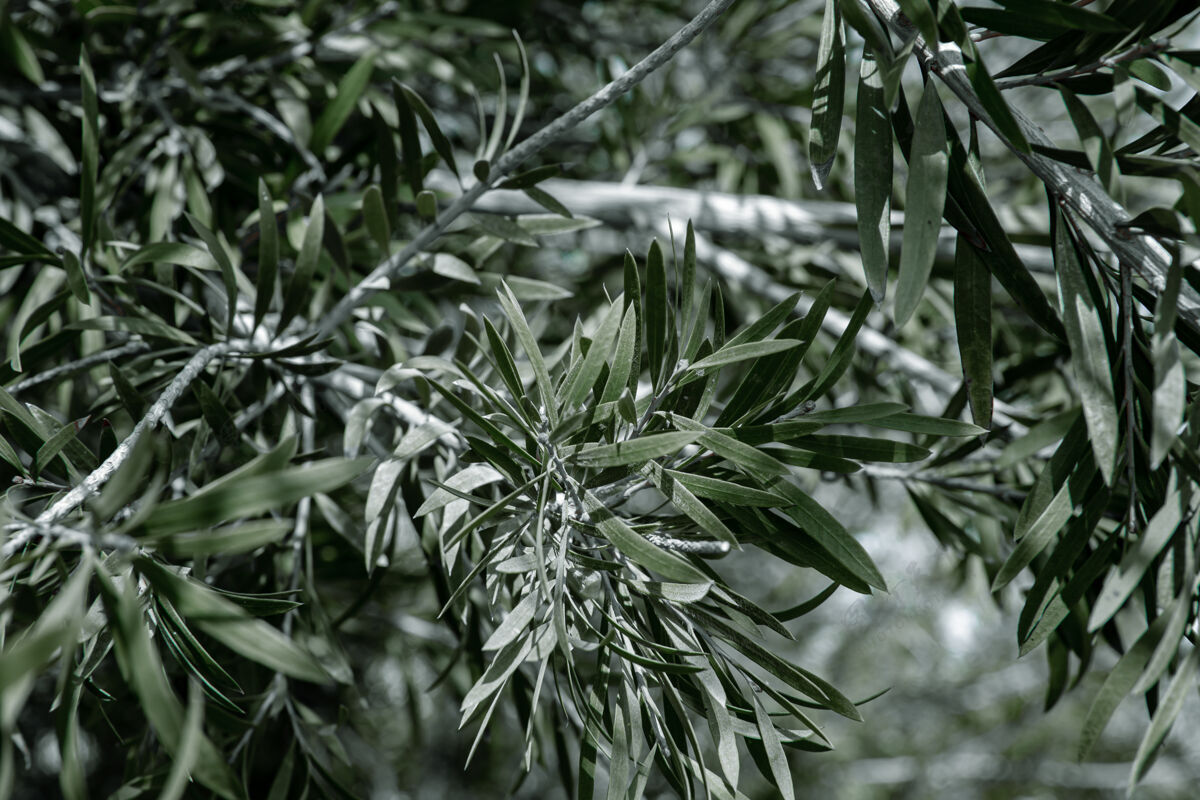 橄榄天然橄榄树叶炎热气候下的植被概念叶子季节自然