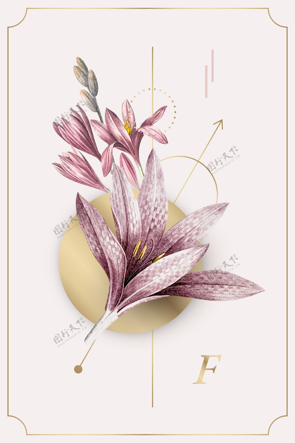 元素粉红色的石蒜花图案背景花春天花卉图形